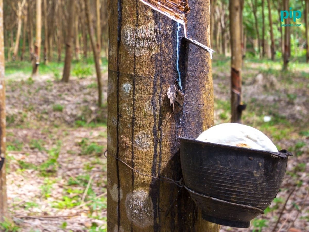 By using this environmentally preferred rubber, Air Jordan reduces its reliance on petroleum-based synthetic rubber and supports more sustainable rubber farming practices